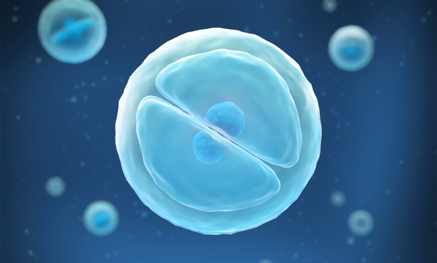면역력 저하 세포 이미지, 피로와 면역 저하로 여성 방광염 재발 위험이 높아질 수 있는 상태 설명